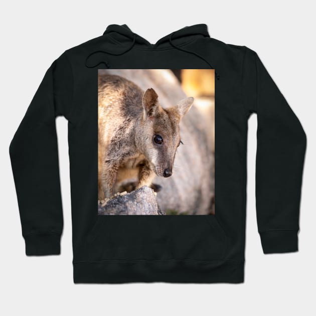 Rock Wallaby Hoodie by Geoff79